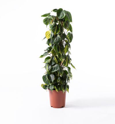 Philodendron scandens Brasil Philodendron scandens Brasil